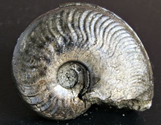 , Rare Piritized Ammonite.  Harpoceras Subplanatu.  Jurassic.  France.  Nºmua