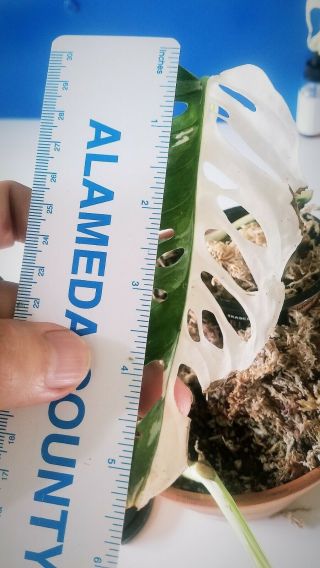 Monstera adansonii variegated,  rare aroid,  rooted plant 2