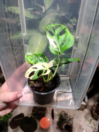 Monstera adansonii variegated,  rare aroid,  rooted cutting 2