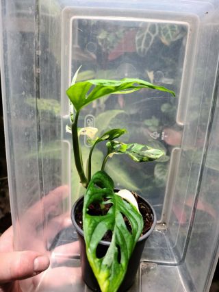 Monstera adansonii variegated,  rare aroid,  rooted cutting 3