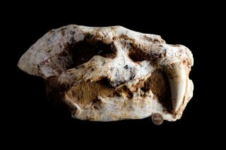 [HTSH060] Rare Museum Grade Saber Saber - toothed cat Machairodus Skull Fossil 2