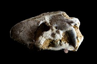 [htsh059] Rare Museum Grade Saber Saber - Toothed Cat Homotherium Skull Fossil