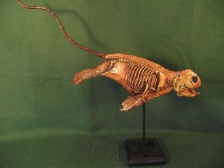 Rare Aquatic Rodent Fish Non Taxidermy Cryptozoic Reptile Art Sculpture