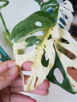 Monstera Adansonii Variegated,  Rare Aroid,  Rooted Cutting