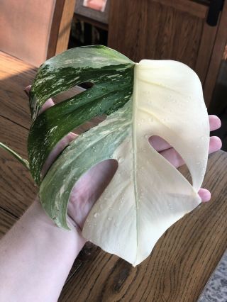 RARE Highly Variegated Monstera Deliciosa Borsigiana Albo - Rooted Plant 2