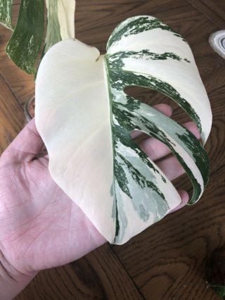 RARE Highly Variegated Monstera Deliciosa Borsigiana Albo - Rooted Plant 3