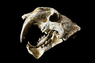 [htsh057] A,  Rare Saber Saber - Toothed Cat Megantereon Skull Fossil