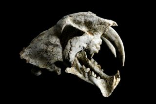 [HTSH057] A,  Rare Saber Saber - toothed cat Megantereon Skull Fossil 2