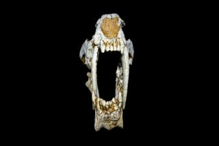 [HTSH057] A,  Rare Saber Saber - toothed cat Megantereon Skull Fossil 3