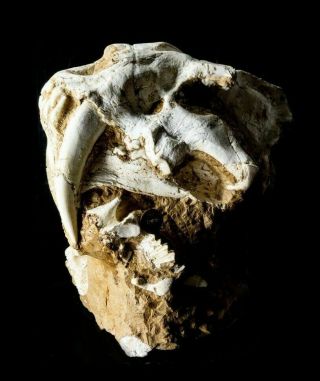 [htsh053] A,  Rare Saber Saber - Toothed Cat Megantereon Skull Fossil