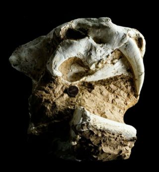 [HTSH053] A,  Rare Saber Saber - toothed cat Megantereon Skull Fossil 2