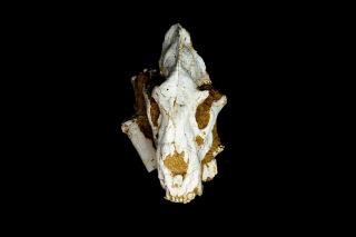 [HTSH053] A,  Rare Saber Saber - toothed cat Megantereon Skull Fossil 3