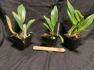 Bulbophyllum Lobbii “narathiwat” X Kubahense Rare Orchid Hybrid Nbs