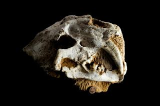 [htsh055] A,  Rare Saber Saber - Toothed Cat Megantereon Skull Fossil