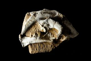 [HTSH055] A,  Rare Saber Saber - toothed cat Megantereon Skull Fossil 2