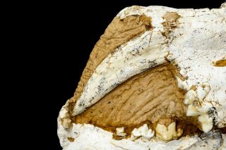 [HTSH055] A,  Rare Saber Saber - toothed cat Megantereon Skull Fossil 3