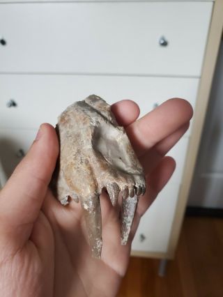 Rare Hoplophoneus Fossil Saber Tooth Cat Tiger White River Oligocene Smilodon