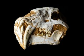 [HTSH054] A,  Rare Museum Grade Saber Saber - toothed cat Machairodus Skull Fossil 3