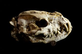 [htdh004] Museum Grade Rare Dog Adcrocuta Skull Fossil