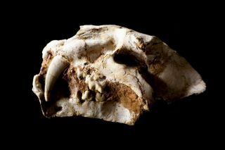 [htsh051] Rare Machairodus Saber Saber - Toothed Cat Skull Fossil