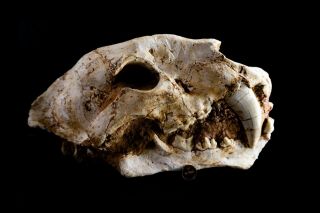 [HTSH051] Rare Machairodus Saber Saber - toothed cat Skull Fossil 2