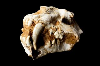 [HTSH051] Rare Machairodus Saber Saber - toothed cat Skull Fossil 3