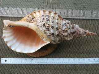Rare Stunning monster 447 mm Pacific Triton shell shells giant Charonia Tritonis 3