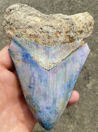 All Natural Rare Museum Grade Colors - 5.  0” Indonesian Megalodon Shark Tooth