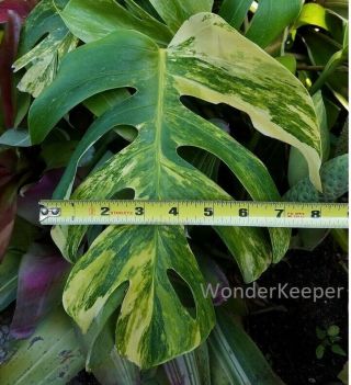 Rare Golden Variegated Monstera (rooted Plant And Actively Growing) B Plant