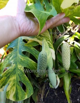 Rare GOLDEN VARIEGATED MONSTERA (Rooted Plant and Actively Growing) B plant 2