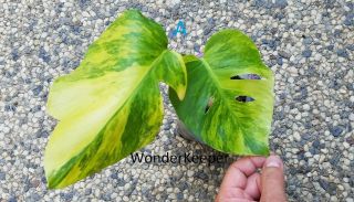 Rare GOLDEN VARIEGATED MONSTERA (Rooted Plant and Actively Growing) B plant 3