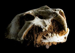 [htsh050] Rare Museum Grade Saber Saber - Toothed Cat Skull Fossil