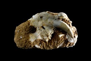 [htsh047] Rare Museum Grade Saber Saber - Toothed Cat Skull Fossil