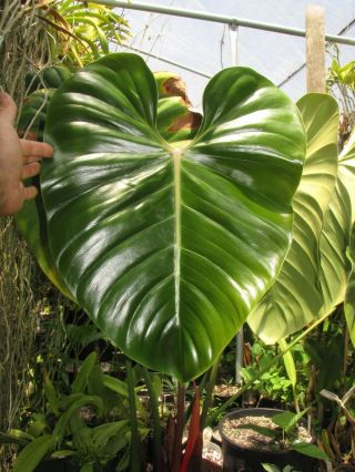 Philodendron Lynamii,  Creeping Species,  Extremely Rare Aroid Plant