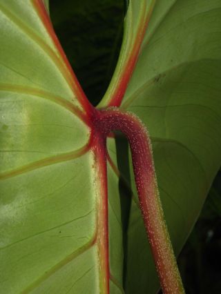 PHILODENDRON LYNAMII,  Creeping Species,  Extremely RARE Aroid Plant 2
