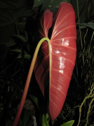 PHILODENDRON LYNAMII,  Creeping Species,  Extremely RARE Aroid Plant 3