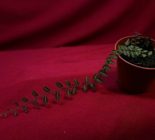 Solanum Sp.  Rare Terrarium Plant 2 " Pot Piper Peperomia Philodendron Marcgravia