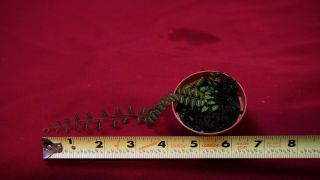Solanum Sp.  Rare Terrarium Plant 2 