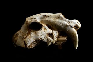 [htsh045] Rare Museum Grade Saber Saber - Toothed Cat Skull Fossil