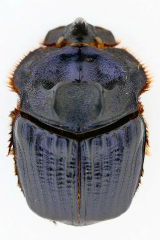 Phanaeinae,  Megaphanaeus Ensifer (blue Form) Rare From Brasil.