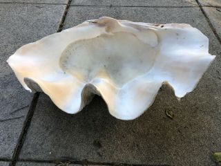 Unique,  Large,  Rare Specimen Natural Tridacna Gigas Giant Clam Shell 2