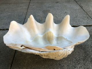 Unique,  Large,  Rare Specimen Natural Tridacna Gigas Giant Clam Shell 3