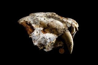 [htsh044] Rare Museum Grade Saber Saber - Toothed Cat Skull Fossil