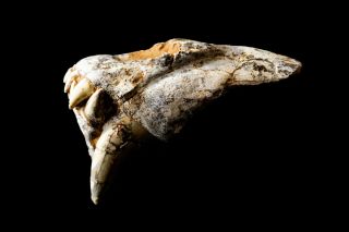 [HTSH044] Rare Museum Grade Saber Saber - toothed cat Skull Fossil 2