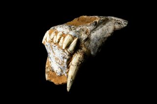 [HTSH044] Rare Museum Grade Saber Saber - toothed cat Skull Fossil 3