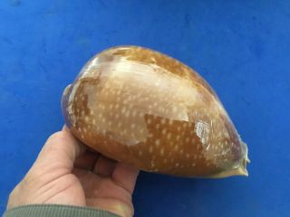168.  5mm Cypraea Cervus Floida Shell Seashell Rare Giant Size F,  /f,