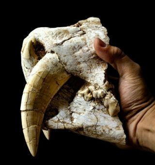 [htsh041] Rare Museum Grade Saber Saber - Toothed Cat Skull Fossil