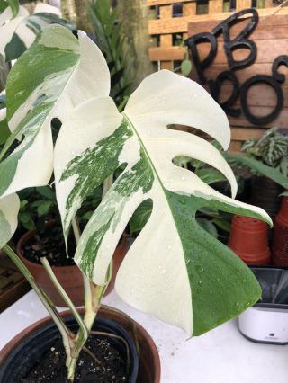 Extremely Rare Monstera Albo Variegata White Variegated Aroid Rooted Plant