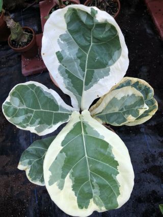 Extremely RARE AROID VARIEGATED FICUS LYRATA FIDDLE LEAF FIG Plant No Monstera 2