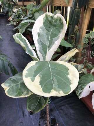 Extremely RARE AROID VARIEGATED FICUS LYRATA FIDDLE LEAF FIG Plant No Monstera 3